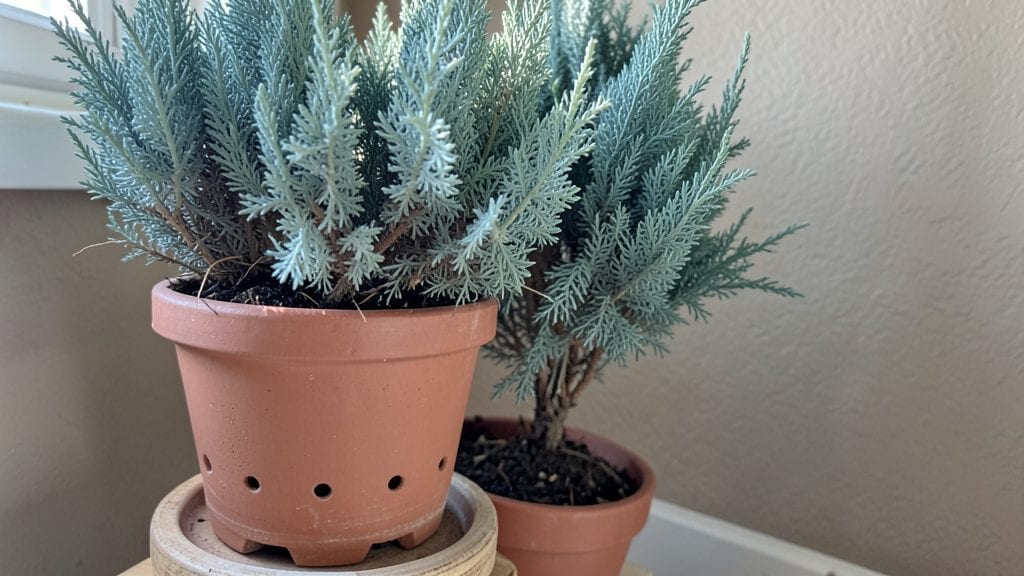 Indoor Cypress Plant: Lush Greenery That Thrives Without Sunlight