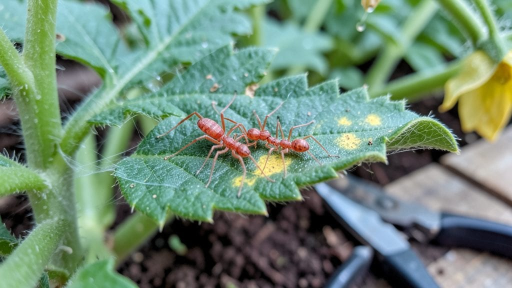 Spider Mites on Tomato Plants Treatment: Insecticidal Soap Blasts Away Pests in 24 Hours